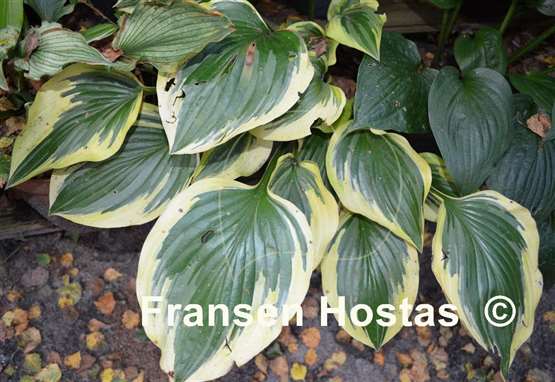 Hosta Envy